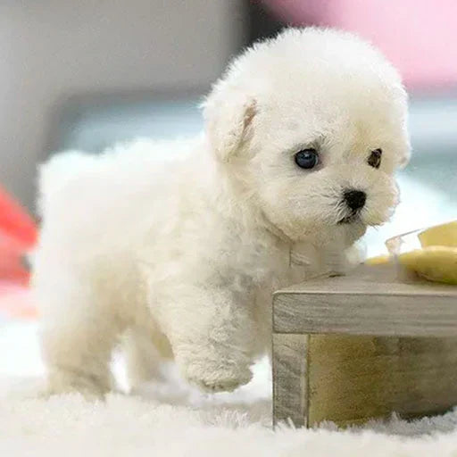 Realistické robotické šteniatko🐶(🎄Oficiálny exkluzívny NICO)- 2024 ❤️🔥
